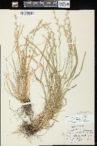 Lolium perenne subsp. multiflorum image