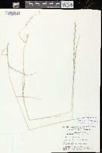 Lolium perenne subsp. perenne image