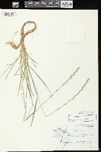 Lolium perenne subsp. perenne image