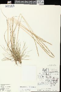 Lolium perenne subsp. perenne image