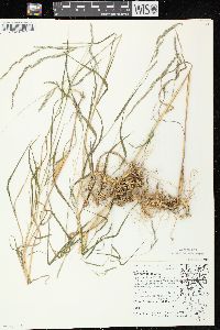 Muhlenbergia mexicana image