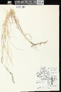 Muhlenbergia mexicana image