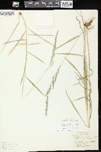 Muhlenbergia mexicana image