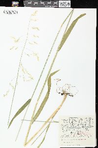 Milium effusum image