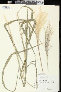 Miscanthus sacchariflorus image