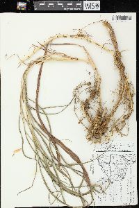 Miscanthus sacchariflorus image