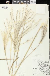 Miscanthus sacchariflorus image