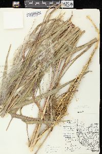 Miscanthus sacchariflorus image