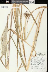 Miscanthus sacchariflorus image