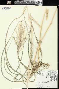 Miscanthus sacchariflorus image