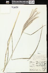 Miscanthus sacchariflorus image