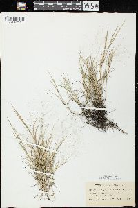 Muhlenbergia asperifolia image