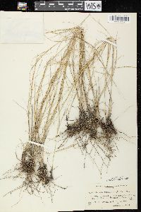 Muhlenbergia cuspidata image