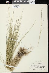 Muhlenbergia cuspidata image