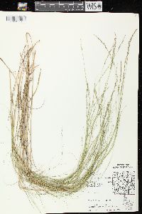 Muhlenbergia cuspidata image