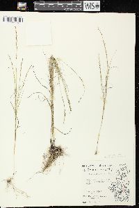 Muhlenbergia cuspidata image