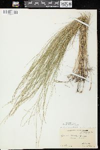 Muhlenbergia cuspidata image