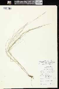 Muhlenbergia cuspidata image