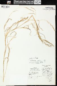 Muhlenbergia mexicana image