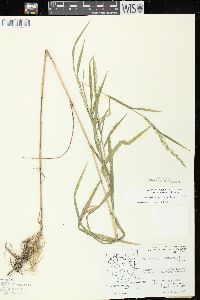 Muhlenbergia mexicana image