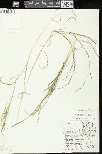 Muhlenbergia mexicana image