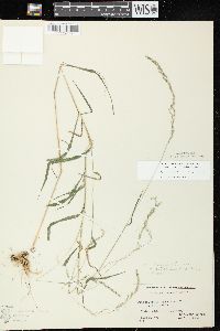 Muhlenbergia mexicana image