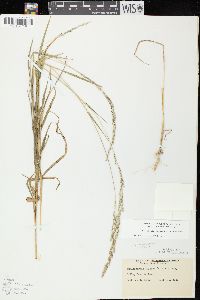 Muhlenbergia mexicana image