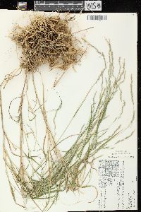 Muhlenbergia mexicana image