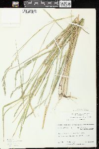 Muhlenbergia mexicana image