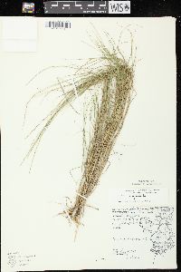 Muhlenbergia cuspidata image