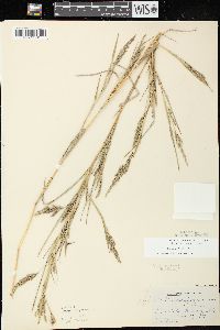 Muhlenbergia frondosa image