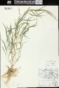 Muhlenbergia frondosa image