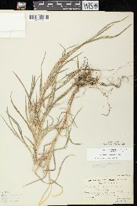 Muhlenbergia frondosa image