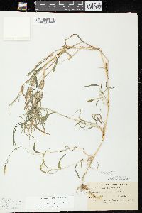 Muhlenbergia frondosa image