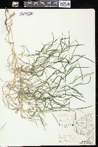 Muhlenbergia frondosa image