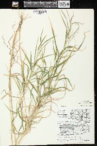 Muhlenbergia frondosa image