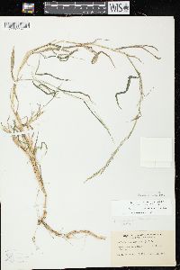 Muhlenbergia frondosa image