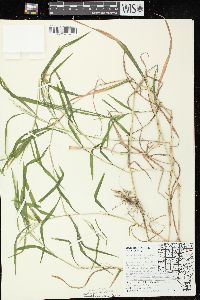 Muhlenbergia frondosa image