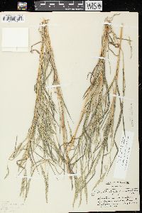 Muhlenbergia frondosa image