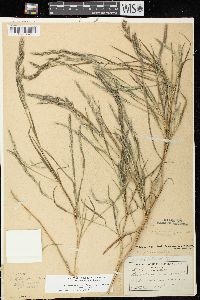 Muhlenbergia frondosa image