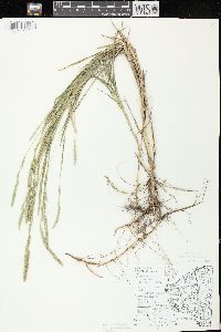 Muhlenbergia racemosa image