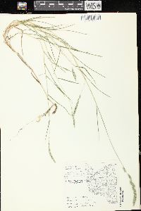 Muhlenbergia racemosa image