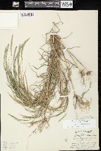 Muhlenbergia racemosa image