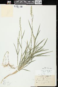 Muhlenbergia racemosa image