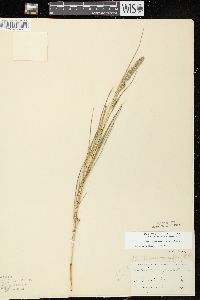 Muhlenbergia racemosa image