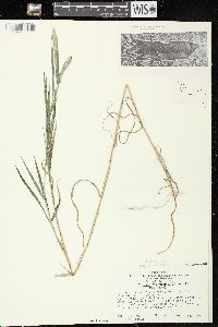 Muhlenbergia racemosa image