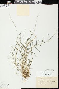 Muhlenbergia schreberi image