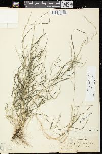 Muhlenbergia schreberi image