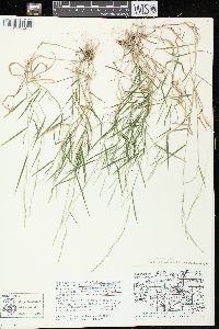 Muhlenbergia schreberi image