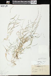 Muhlenbergia schreberi image